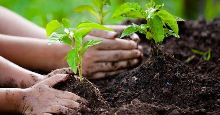 Penanaman 10.000 Bibit Pohon di Kawasan Hutan Lindung
