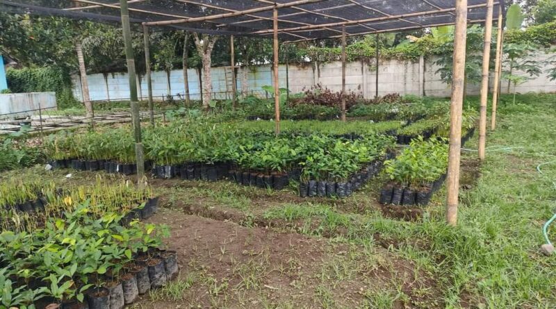 Pengembangan Bibit Unggul Tanaman Hutan